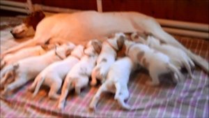 Щенки английского пойнтера. Питомник.