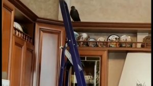 КТО-ТО БЕГАЕТ ПО ПОТОЛКУ. НАТЯЖНЫЕ ПОТОЛКИ "НАД ГОЛОВОЙ". г. Уфа