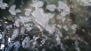 Африканский клариевый сом. Всё не как не продадим.