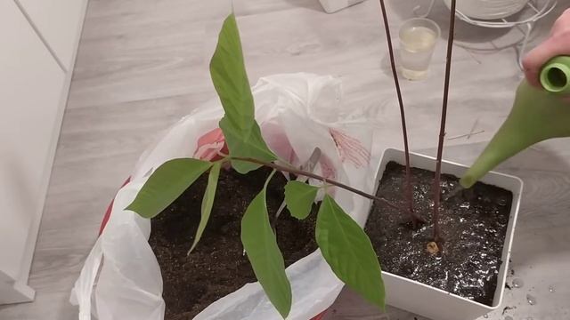 Три Авокадо посадила в один горшок и сплела стволики косичкой! ??? смотреть онлайн