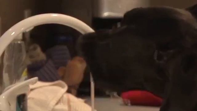 10 Abnormally Large Dogs Around The World! смотреть онлайн