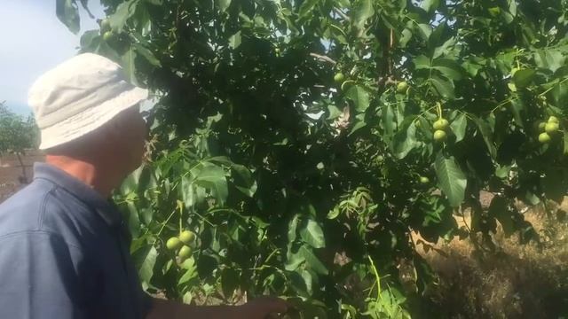 Средне рослые интенсивные сорта грецкого ореха-Лотерал Кочерженко