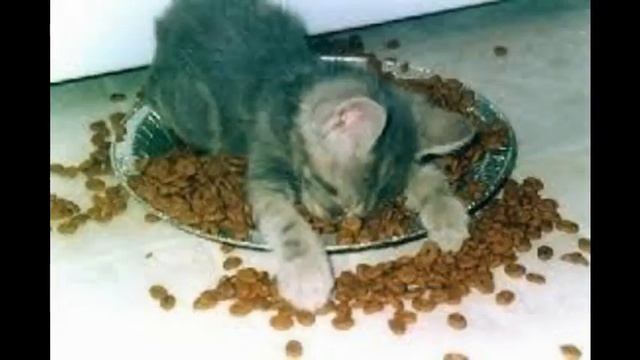 корма для кошек премиум класса отзывы смотреть онлайн