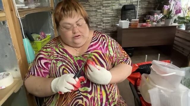 барбарис....подготавливаю черенки для укоренения