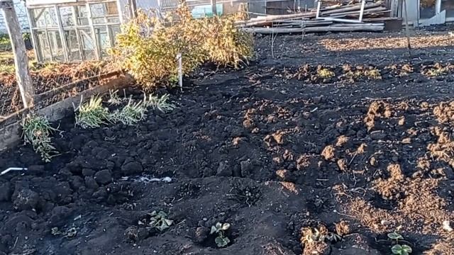 Убираемся в огороде . Меня обидели коровы .