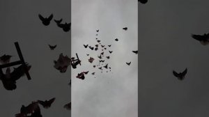 Николаевские голуби Мариуполь 2020.03.24