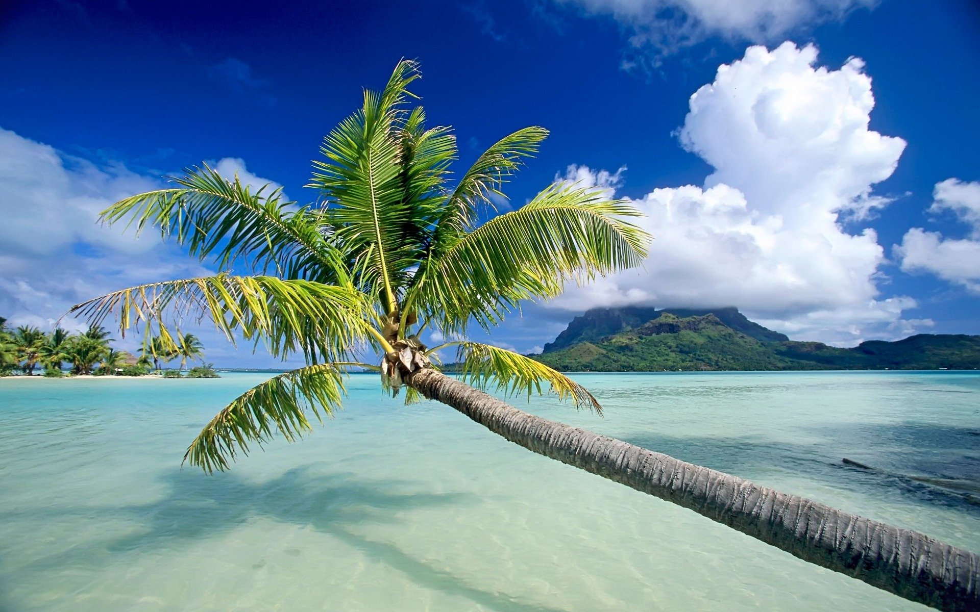Фото пальмы и море в хорошем качестве