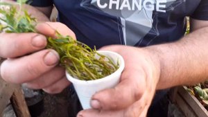 Простой способ укоренения черенков в воде.