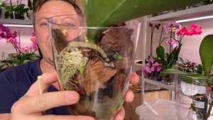 КОРНИ ОРХИДЕИ и РАДИФАРМ стимулируем рост корней пересаживая орхидеи