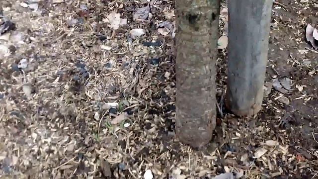 Рассада в парнике/ Малина/Цветы/Чеснок смотреть онлайн