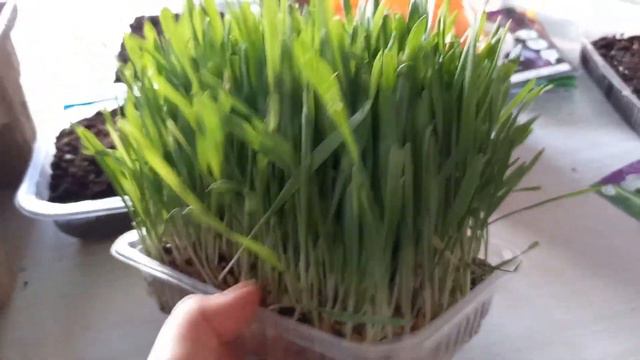 Сельдерей из семян корневой и черешковый. смотреть онлайн