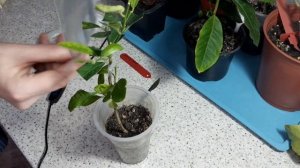 Цитрус дома. Прививка цитрусовых