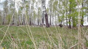 Красивое видео о природе