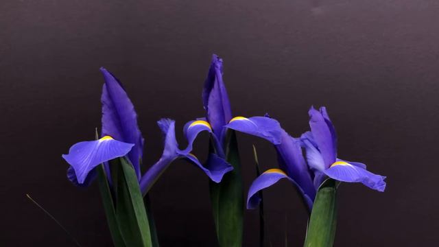 Purple iris bloom time lapse growing flowers inside