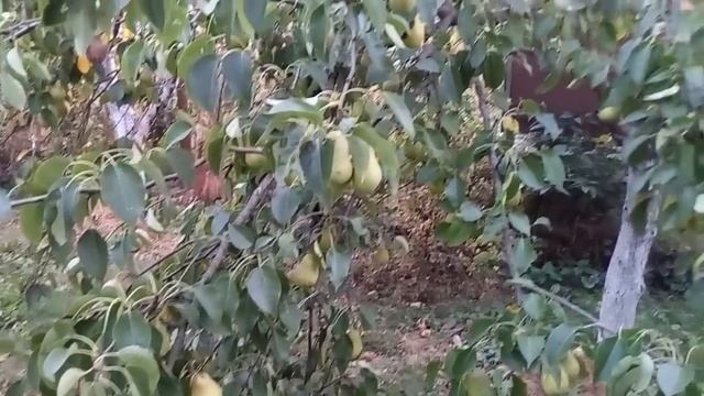 Обалденная груша "Лесная красавица" смотреть онлайн