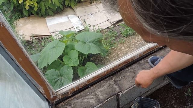 Дешёвые боковые стены самодельной теплицы смотреть онлайн