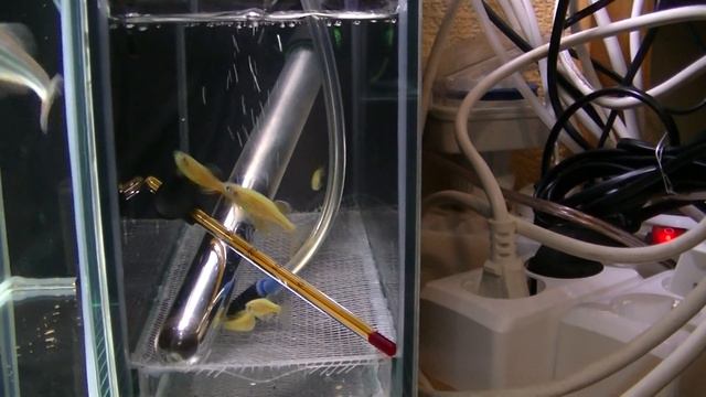 Нерест Данио смотреть онлайн