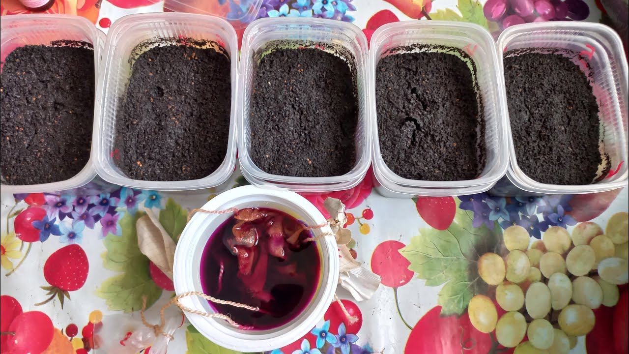 ТОМАТНЫЕ ГНОМЫ КОГДА ПОСЕЯТЬ ДЛЯ ОТКРЫТОГО ГРУНТА В СИБИРИ . ТОМАТЫ ИЗ СЕРИИ ТОМАТНЫХ ГНОМОВ смотреть онлайн