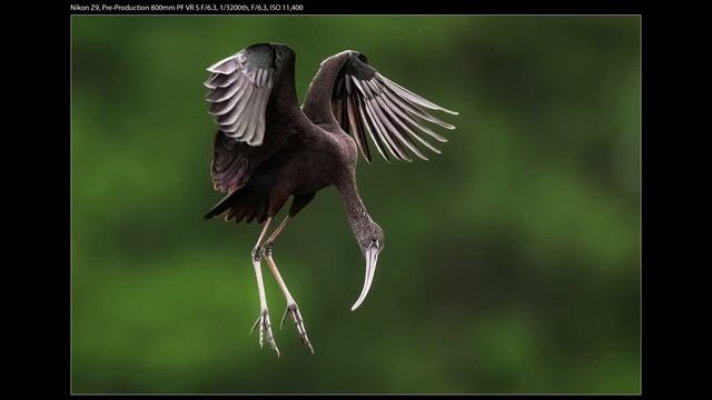 Why I Photograph Wildlife And My Best Photos Of 2022 смотреть онлайн