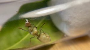 Муравьи Oecophylla smaragdina