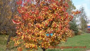 Рябина промежуточная (аronia) ? промежуточная рябина обзор: как сажать, саженцы рябины