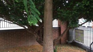 Dawn redwood (Metasequoia glyptostroboides) - trunk - July 2018