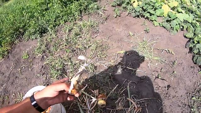 Типичная деревенская жизнь. Убираем лук, солим огурцы, показываю наш бывший клуб и многое другое. смотреть онлайн