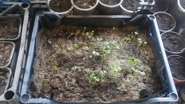 Если долго не прорастают семена, не спешите их выбрасывать смотреть онлайн