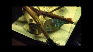 акара бирюзовая брачные игры