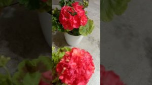 #flowers #pelargonium #bold gold#пеларгония#минск