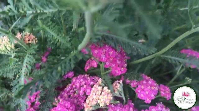 САМЫЕ НЕПРИХОТЛИВЫЕ ЦВЕТЫ. ТЫСЯЧЕЛИСТНИК