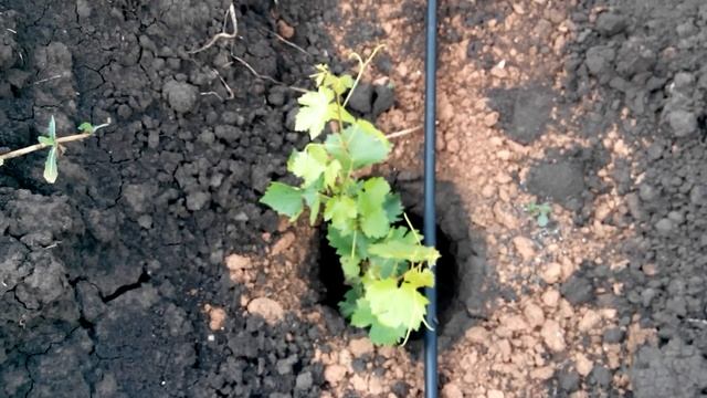 Какое расстояние должно быть между саженцами винограда при посадке смотреть онлайн