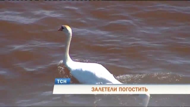 В Пермь на Каму прилетели пять белых лебедей смотреть онлайн