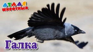 Галка Атлас Животных