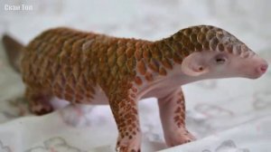 ПАНГОЛИН в Деле... Неуязвимый Зверь-Шишка...