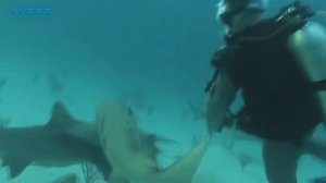 10 Самых Опасных Существ Реки Амазонка