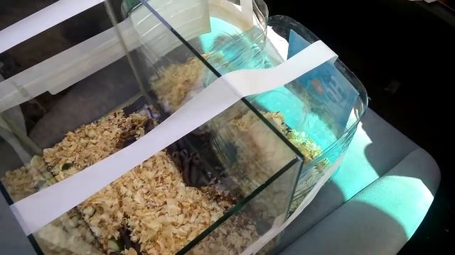 Как удобно перевозить хомячков, если они в трёх разных ёмкостях. смотреть онлайн