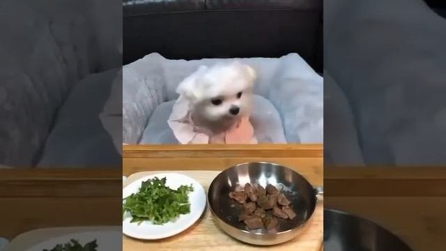 ЛЮБИТЕЛЬНИЦА МЯСА