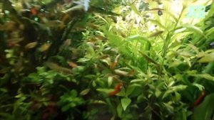 САЙДЕКС ДЛЯ АКВАРИУМА! САЙДЕКС ПРОТИВ ВОДОРОСЛЕЙ ЧЕРНОЙ БОРОДЫ И В КАЧЕСТВЕ ЖИДКОГО СО2 ДЛЯ РАСТЕНИ