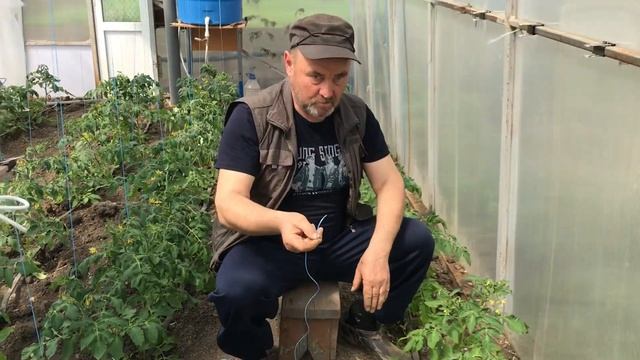Как подвязывать кусты помидоров? смотреть онлайн