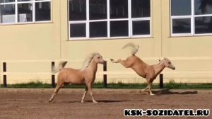 Арабские лошади Созидателя