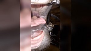 Доктор Мария Борисенкова выполняет плановую обработку зубов лошади электрическим рашпилем