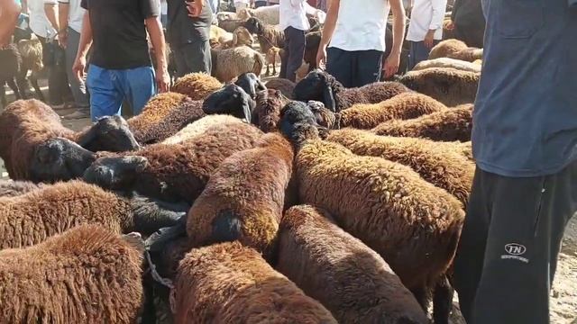 Куй бозор Шахритус Купчик Акаларга Салом Юлашган Охригача Куринг Кизикарли Олинган✊?31 июля 2022 г.