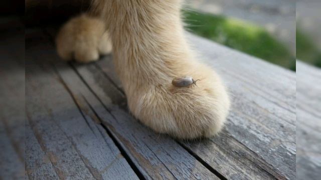 КАК ВЫТАЩИТЬ КЛЕЩА У КОШКИ смотреть онлайн