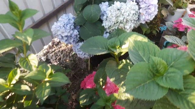 Обзор цветущих гортензий.Проверяем черенки Полярного мишки??? смотреть онлайн
