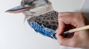 Drawing a Kookaburra in Colored Pencil | Realistic Bird Drawing