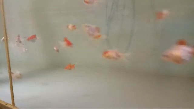 Риукин красно-белый смотреть онлайн