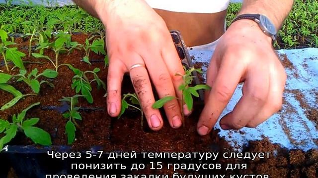 Томат Крайний север: характеристика и описание сорта смотреть онлайн