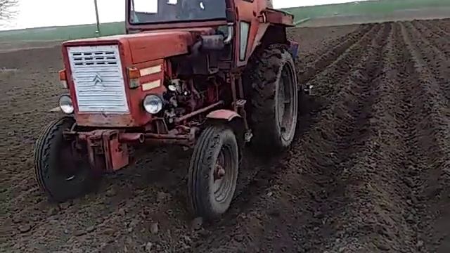 Садим картоплю сорт Лаура. смотреть онлайн