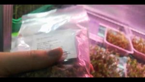 Какой горох выбрать для микрозелени//Мой выбор очевиден